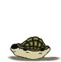 tartaruga esce guscio.gif